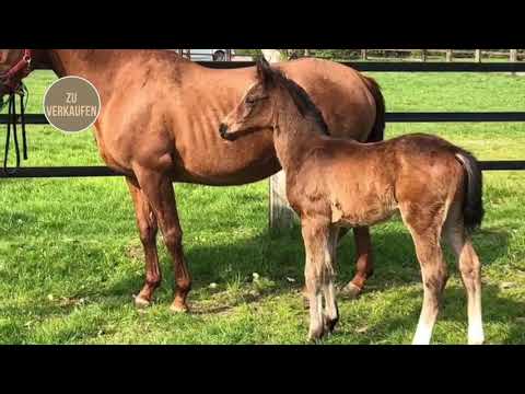 Zu verkaufen : HF v. Escamillo - Sandro Classic