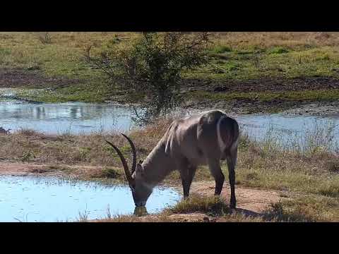Djuma: Waterbuck bull gets a drink at the pan - 14:36 - 06/13/21