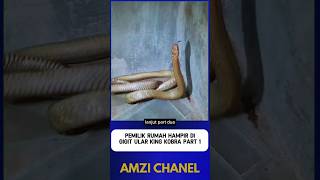 Download lagu HOME OWNER ALMOST BITED BY KING COBRA Part 1 mp3 Download lagu HOME OWNER ALMOST BITED BY KING COBRA Part 1 mp3