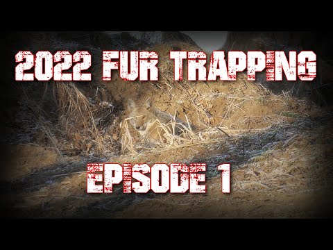 2022 Fur Trapping Episode 1: River Coyote