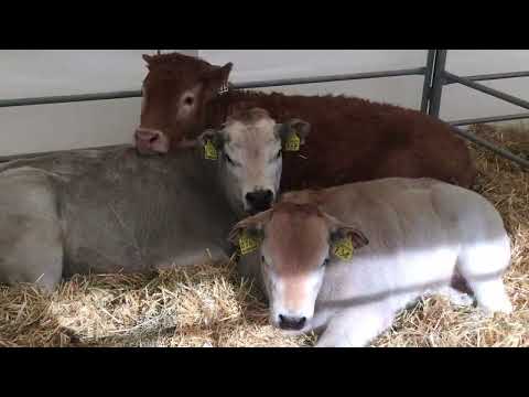 Cles, Val di Non Landwirtschaftsmesse 2022 | Erfolgreiche Veranstaltung im Trentino Italien