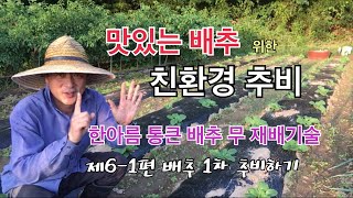 #6-1 맛좋은 배추 친환경 추비 방법 / 한아름 통큰 배추 무 재배기술 제6-1편 배추 1차 추비하기