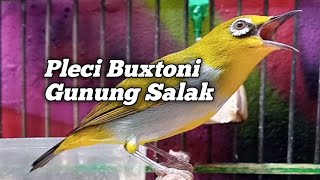 Download lagu PLECI BUXTONI GUNUNG SALAK BAHAN BELAJAR NGERIWIK mp3