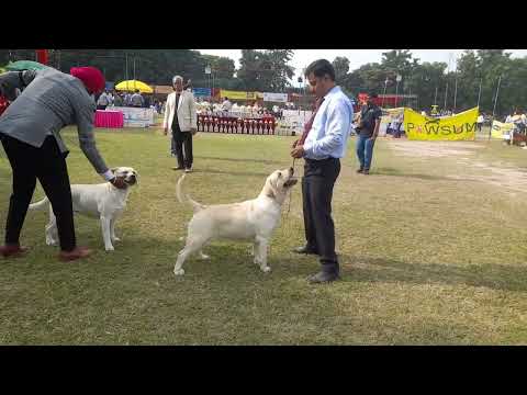 #ROYALKENNALCLUB#PANCHKULA #DOGSHOW#LABRADOR #FEMALES#FOR#CC#AND#BOB #FIGHT#JUDGE#MR.CA.MARTIN