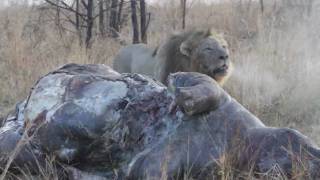 preview picture of video 'Lion Roar at hippo carcass.mp4'