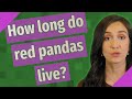 How long do red pandas live?