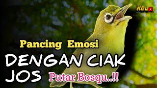 Download lagu CIAK CIAK JOSS KECIAL KUNING AMPUH||PANCINGAN KECIAL MALAS BUNYI|| mp3 Download lagu CIAK CIAK JOSS KECIAL KUNING AMPUH||PANCINGAN KECIAL MALAS BUNYI|| mp3