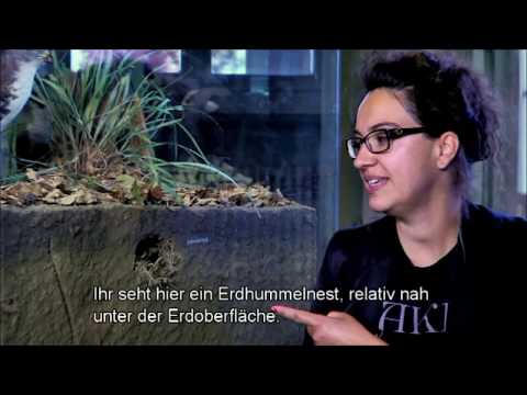 Heimische Arten: Die Dunkle Erdhummel