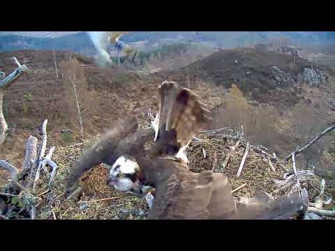 Aila defends their nest from an intruder