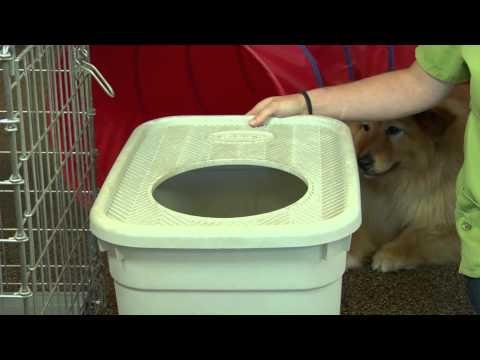 How to Get a Dog Not to Eat Kitty Litter : Dog Training