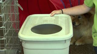 How to Get a Dog Not to Eat Kitty Litter : Dog Training