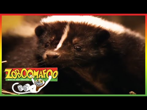 ZOBOOMAFOO - MEET STINKY | Full Episode | Animal Shows For Kids | TV Shows For Children
