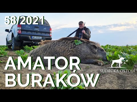 SUDECKA OSTOJA 58/2021. Hunting wild boars in Poland.