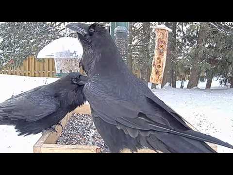 Courtship Feeding With Common Ravens On The Ontario FeederWatch Cam | Feb. 28, 2026