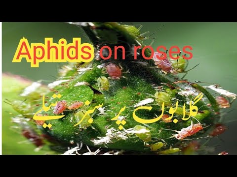 バラのアブラムシ: バラのアブラムシの防除