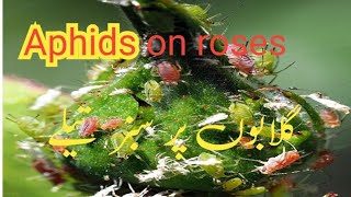 Aphids On Roses: Controlling Aphids On Roses