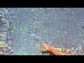 Benoit Pioulard - Ampless