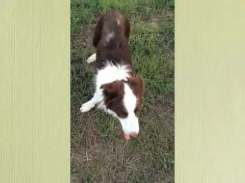 Mojave survives distemper