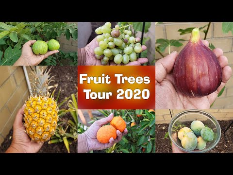 Growing Apples Unveiling the Magic of 4 In 1 Grafted Apple Trees