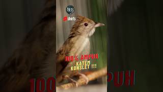 Download lagu KATEM FULLL BREN ❗️ #masteranjernih #kicaumanianusantara #kicaumania #kapastembak mp3