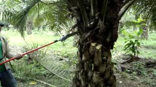 PODADORA ALTURA   PALMA 038