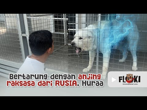MENTAL FIGHT WITH A GIANT DOG FROM RUSSIA 🇷🇺 HURRAAAA…