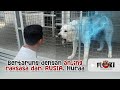 MENTAL FIGHT WITH A GIANT DOG FROM RUSSIA HURRAAAA