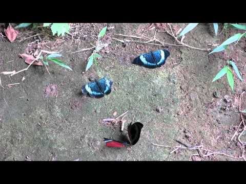 Panacea prola Red Flasher butterfly flying showing red black and iridescent blue wing colors in natural habitat