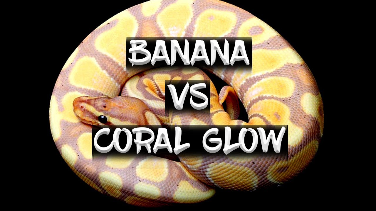 Banana vs. Coral Glow (Are They the Same?)