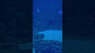 Sea Aquarium - SEA WORLD - Orlando