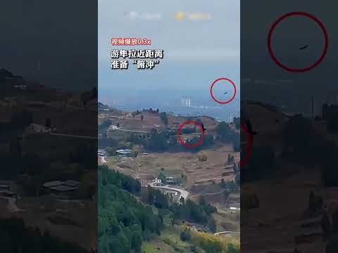 男子带金刚鹦鹉野外放风，突遇游隼袭击，整个过程看得惊心动魄。#鹦鹉 #游隼 #万万没想到 #结果出乎意料