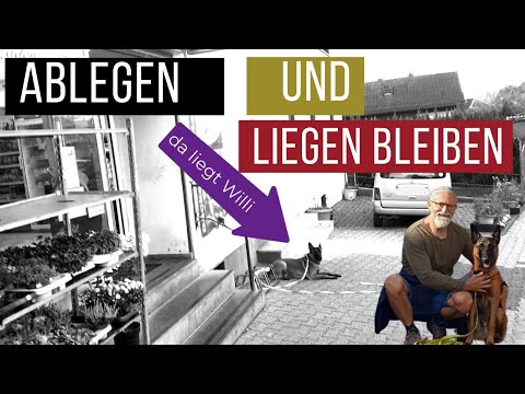 Ablegen im Alltag und als Übung für die Begleithundeprüfung