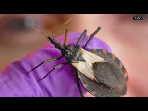 Kissing bugs spreading dangerous disease across the U.S.