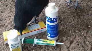 Deworming Chickens