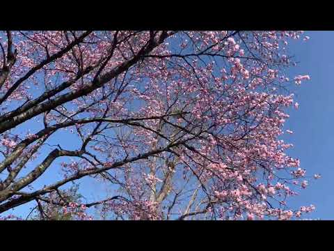 Romance With Nature Sakura - Nilima Sil