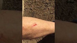 Wombat Thinks It&#39;s a Guard Dog || ViralHog