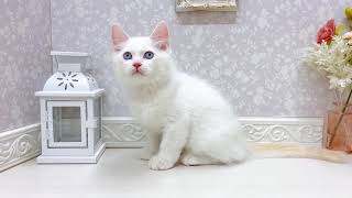 ラガマフィンの動画01