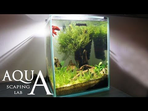 Aquascaping Lab - Tutorial Nano Cube Aquarium (size 20 x 20 x 25H 10L) Grass and wood style