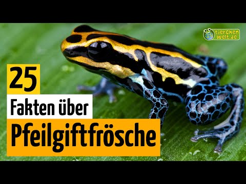 25 Steckbrief-Fakten über Pfeilgiftfrösche - Doku-Wissen über Tiere - für Kinder