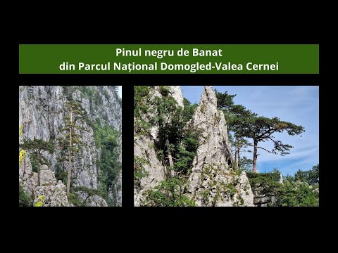 Pinul negru de Banat din Parcul Național Domogled-Valea Cernei