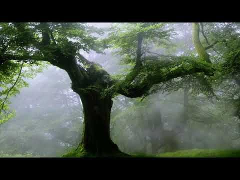 Akhlaqul Karimah Live Stream