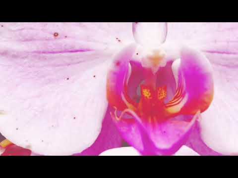 Deusa Da Natureza - Ícaros
