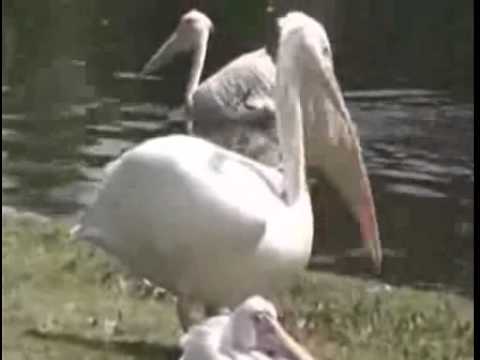 Pelican Eats Live Pigeon