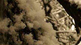 WiNTeR TrEeS