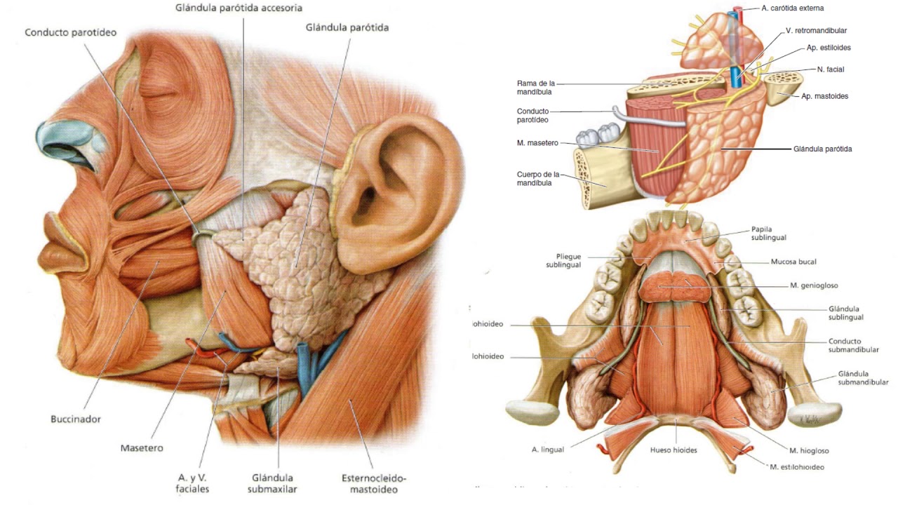 E1.1 | Boca y faringe | Anatomía 2 | FMed UBA