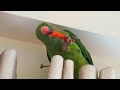 Eating Veggies Is Good For Health Omu The Parrot