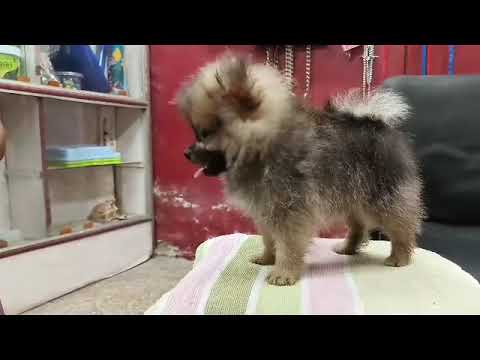 Toy Pom male and female | toy size culture male |
