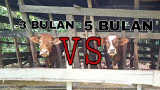 Download lagu CIRI-CIRI SAPI BUNTING PERBEDAAN SAPI BUNTING 3 BULAN DAN 5 BULAN mp3