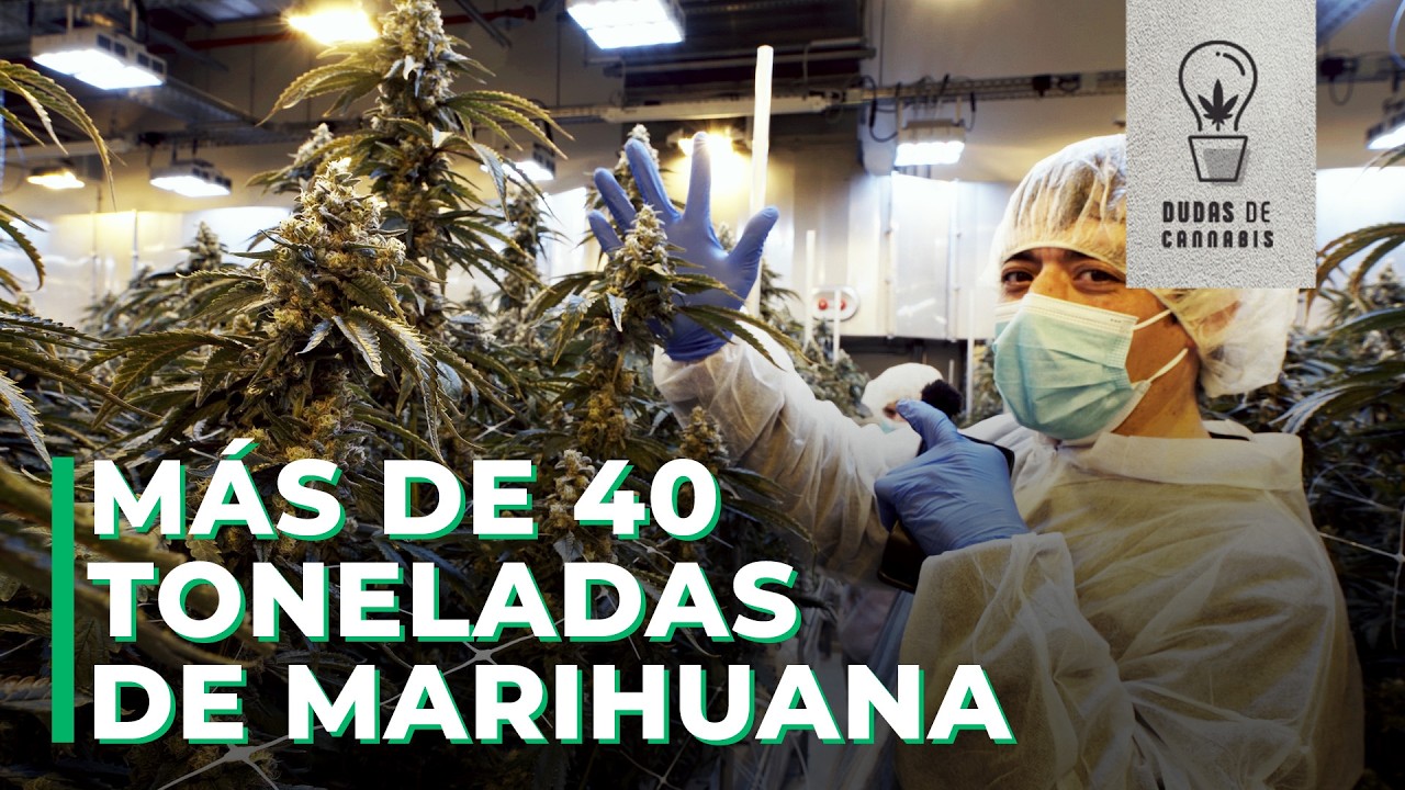 ENTRAMOS A UNA DE LAS MAYORES PRODUCCIONES DE CANNABIS MEDICINAL
