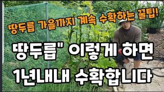 땅두릅을 가을까지 100번이상 수확하는 방법을 알려 드립니다! #땅두릅종근포기나누기 #땅두릅삽목 #땅두릅재배…